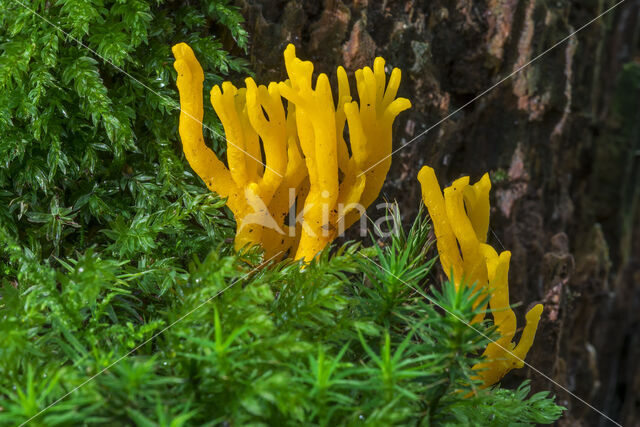 Kleverig koraalzwammetje (Calocera viscosa)