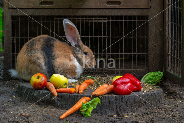 Flemish Giant