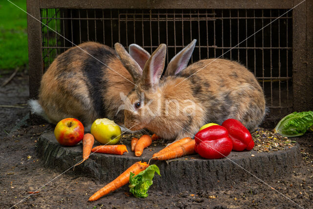 Flemish Giant