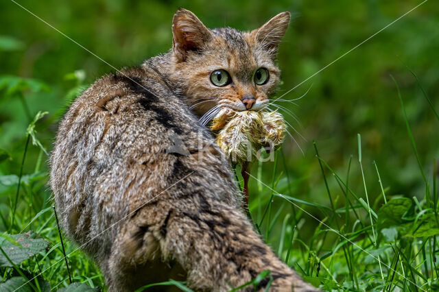Wilde kat (Felis silvestris)