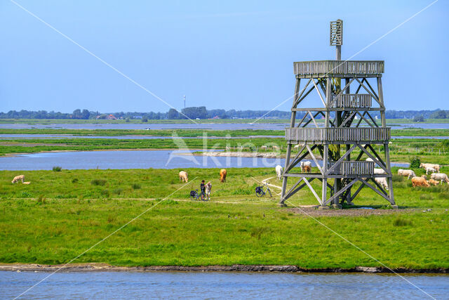 bird hide
