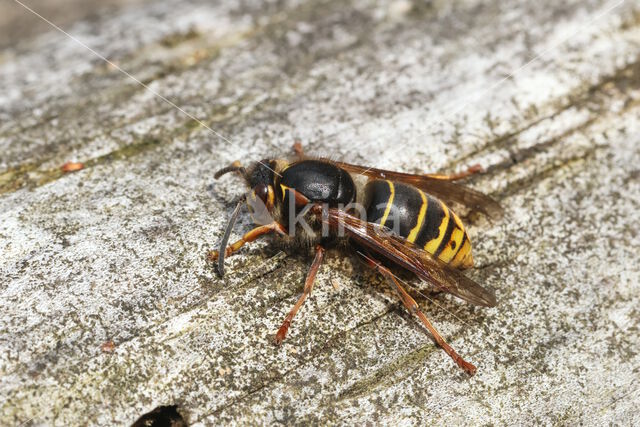 Median Wasp (Dolichovespula media)