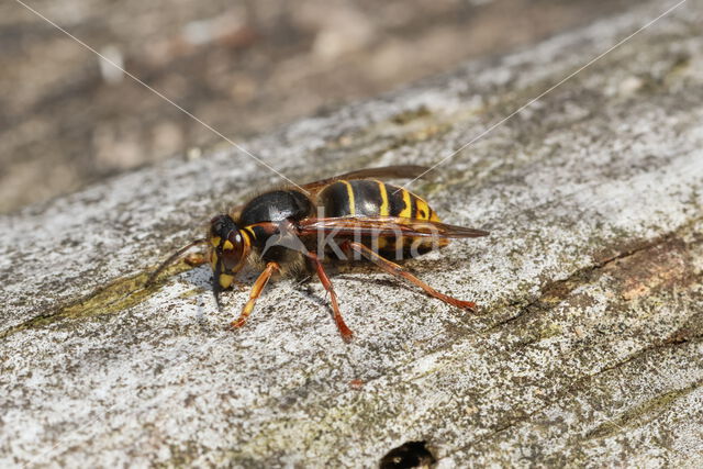 Median Wasp (Dolichovespula media)