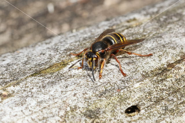 Median Wasp (Dolichovespula media)