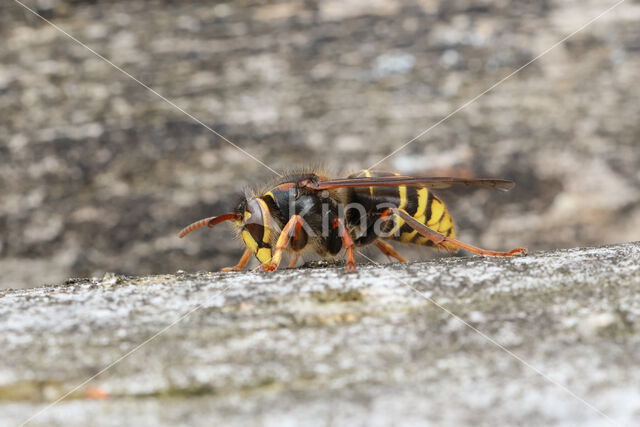 Median Wasp (Dolichovespula media)