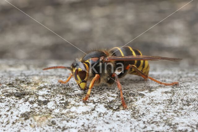 Median Wasp (Dolichovespula media)