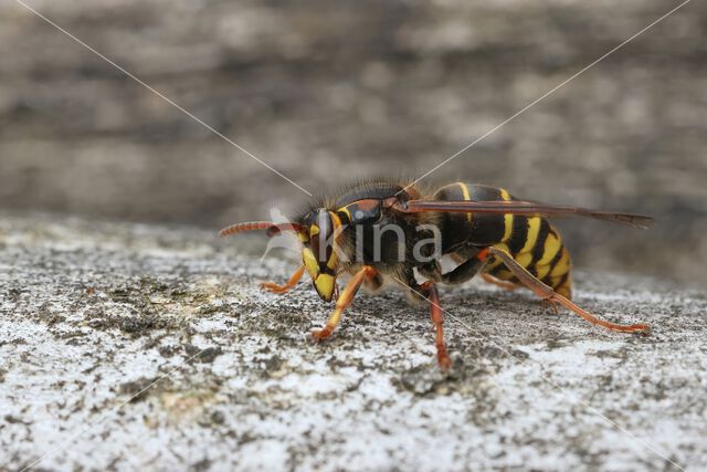 Median Wasp (Dolichovespula media)