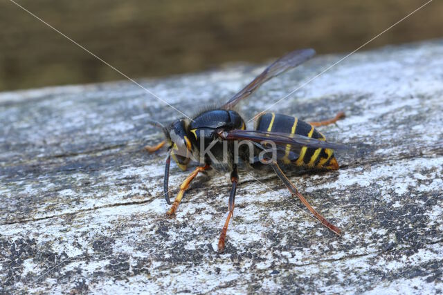 Median Wasp (Dolichovespula media)