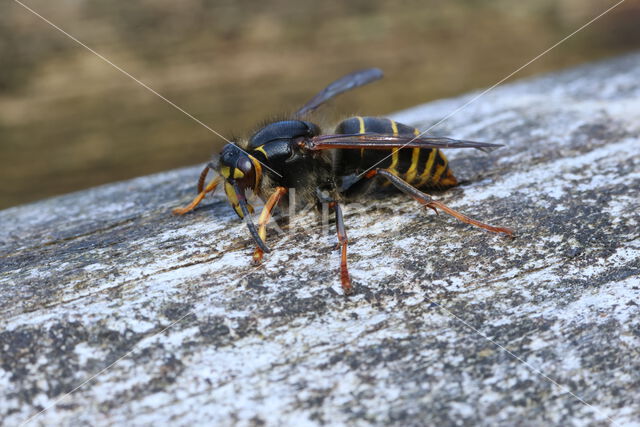 Median Wasp (Dolichovespula media)