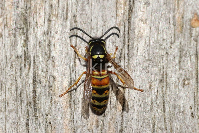 Red Wasp (Vespula rufa)