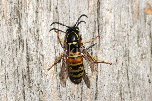 Red Wasp (Vespula rufa)