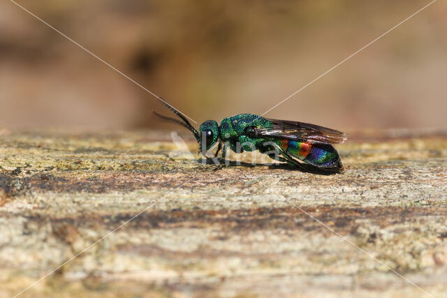 chrysis equestris