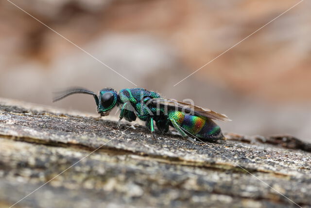 chrysis equestris