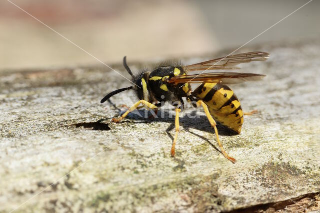 German wasp (Vespa germanica)