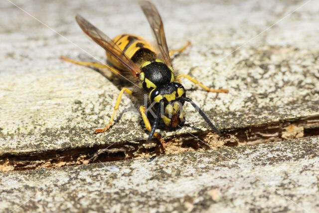 German wasp (Vespa germanica)