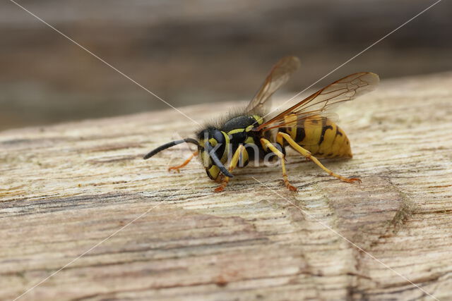 German wasp (Vespa germanica)