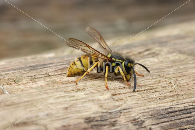German wasp (Vespa germanica)