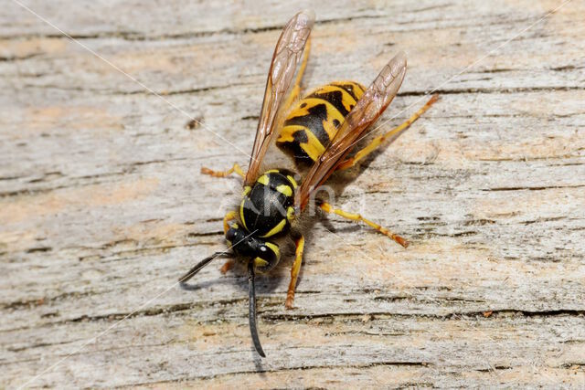 German wasp (Vespa germanica)