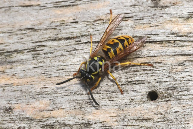German wasp (Vespa germanica)