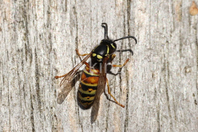 Red Wasp (Vespula rufa)