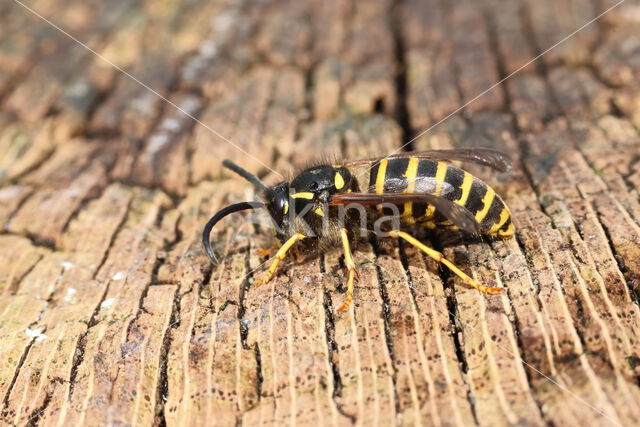 Saxon Wasp (Dolichovespula saxonica)