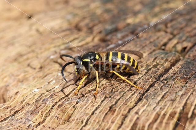 Saxon Wasp (Dolichovespula saxonica)