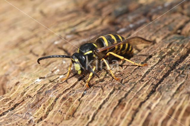 Saxon Wasp (Dolichovespula saxonica)