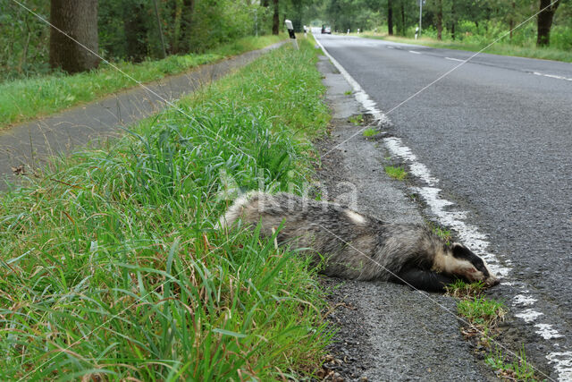 Badger (Meles meles)