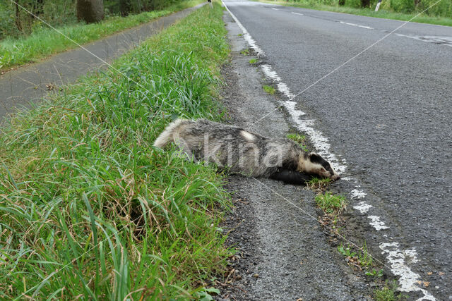 Badger (Meles meles)