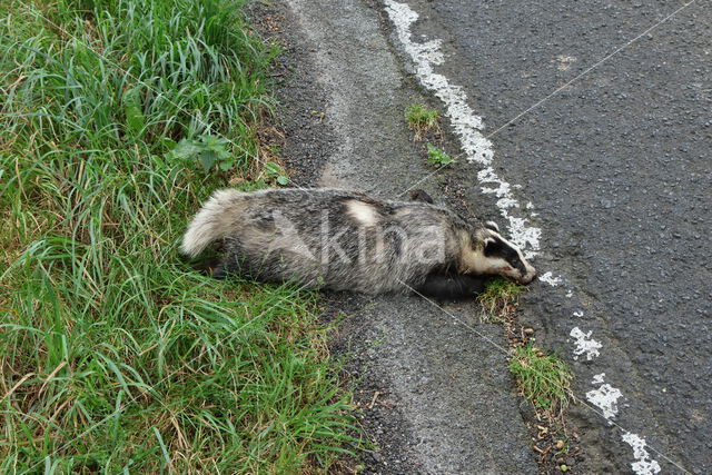 Badger (Meles meles)
