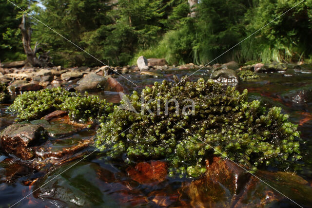 Beek-schoffelmos (Scapania undulata)