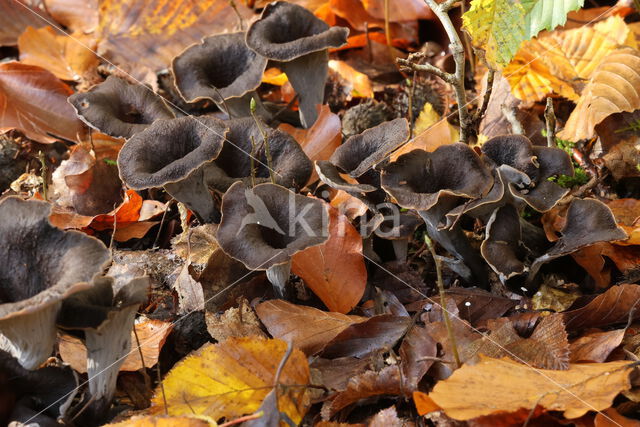 Black Trumpet (Craterellus cornucopioides)