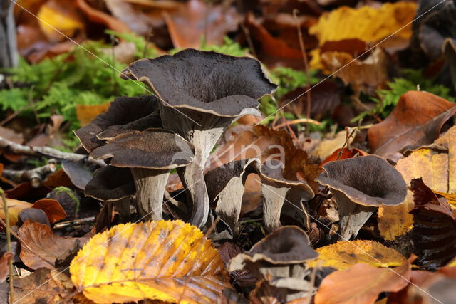 Black Trumpet (Craterellus cornucopioides)