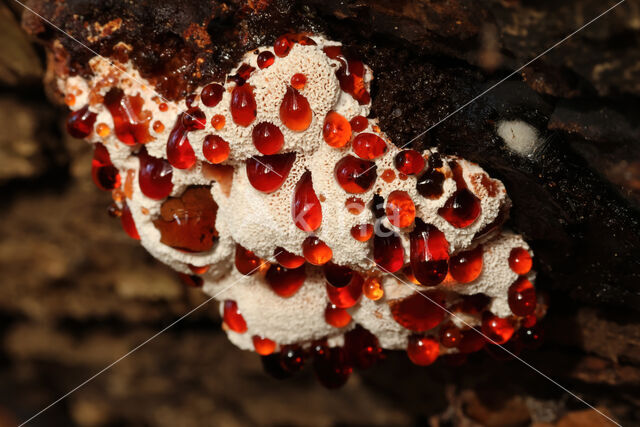 Blushing Rosette (Abortiporus biennis)