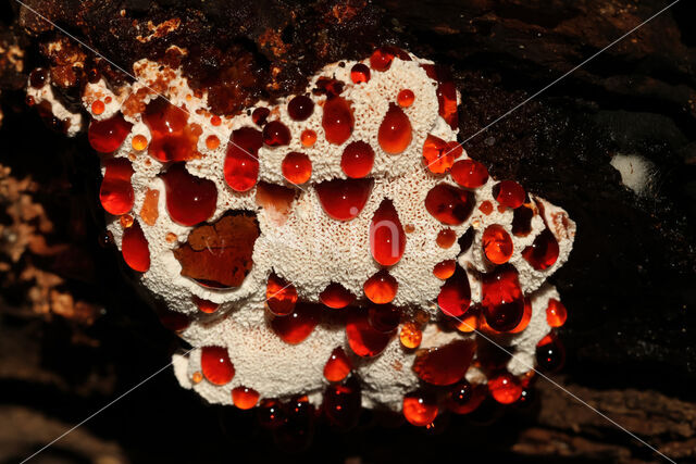 Blushing Rosette (Abortiporus biennis)