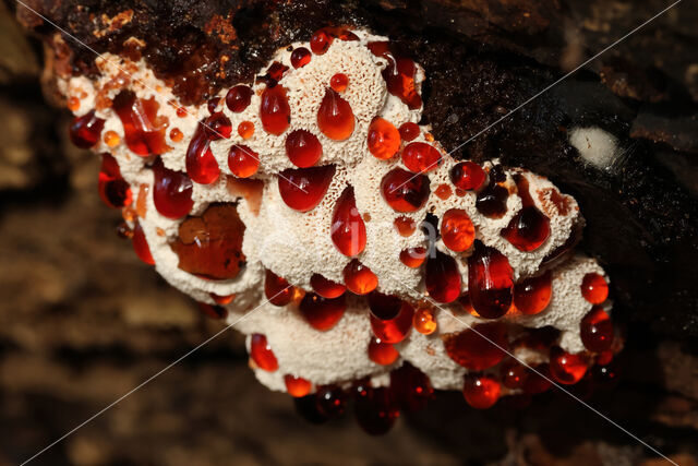 Blushing Rosette (Abortiporus biennis)