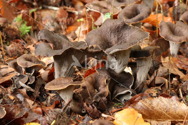 Black Trumpet (Craterellus cornucopioides)