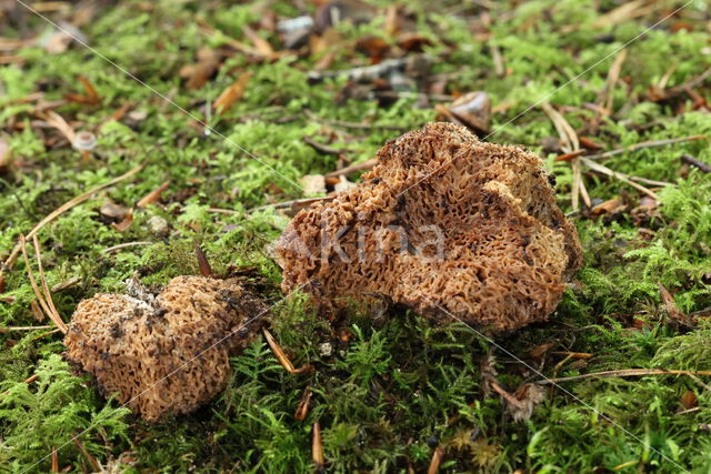 Gautieria morchellaeformis