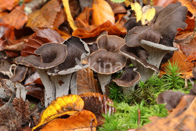 Black Trumpet (Craterellus cornucopioides)
