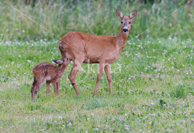 Roe Deer (Capreolus capreolus)