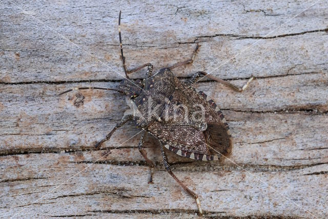 halyomorpha halys