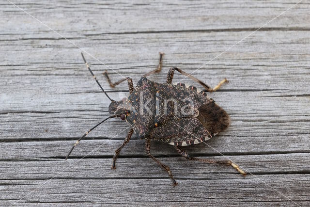 halyomorpha halys