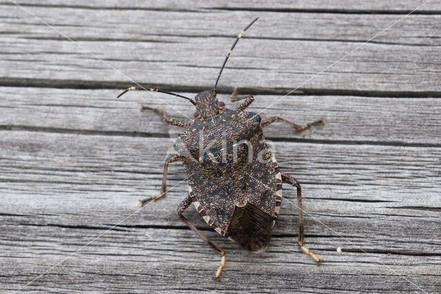 halyomorpha halys