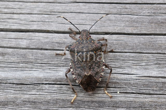halyomorpha halys