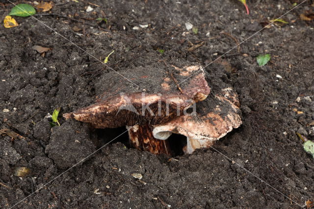 Agaricus geesterani