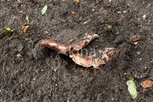 Agaricus geesterani