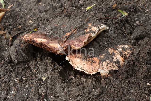 Agaricus geesterani