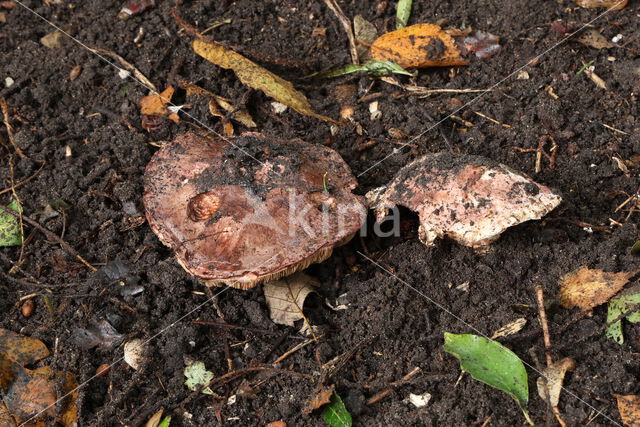 Agaricus geesterani