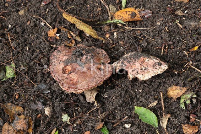 Agaricus geesterani