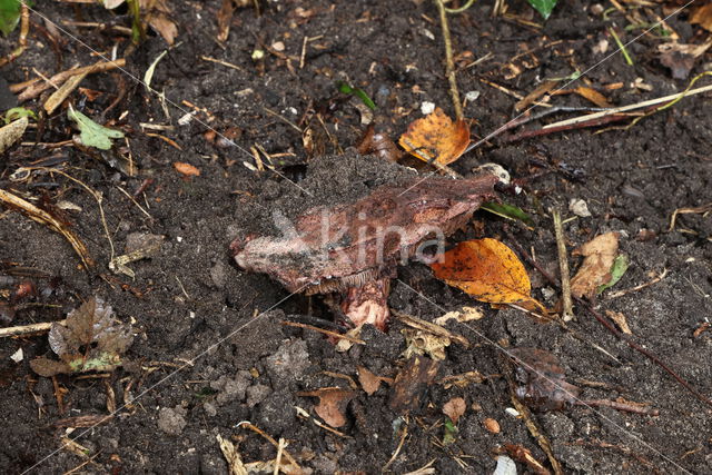 Agaricus geesterani